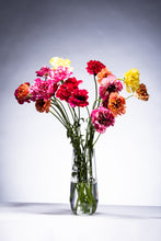 將圖片載入圖庫檢視器 Ranunculus   Charlotte  (Carno)  70cm 120pcs  500yen/pcs(FOB)
