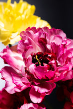 將圖片載入圖庫檢視器 Ranunculus   Charlotte  (Carno)  70cm 120pcs  500yen/pcs(FOB)
