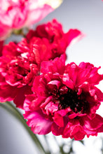 將圖片載入圖庫檢視器 Ranunculus   Charlotte  (Carno)  70cm 120pcs  500yen/pcs(FOB)
