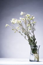 將圖片載入圖庫檢視器 Actinotus helianthi (2F)40-60cm  190yen/pcs(FOB) 100pcs
