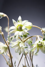 將圖片載入圖庫檢視器 Actinotus helianthi (2F)40-60cm  190yen/pcs(FOB) 100pcs
