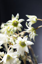 Load image into Gallery viewer, Actinotus helianthi (3F)40-60m  340yen/pcs(FOB)  100pcs
