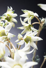Load image into Gallery viewer, Actinotus helianthi (3F)40-60m  340yen/pcs(FOB)  100pcs
