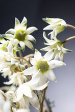 將圖片載入圖庫檢視器 Actinotus helianthi (2F)40-60cm  190yen/pcs(FOB) 100pcs

