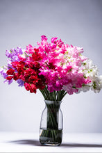이미지를 갤러리 뷰어에 로드 , Lathyrus odoratus 50cm 800pcs 75yen/pcs(FOB)
