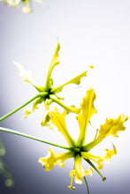 將圖片載入圖庫檢視器 Gloriosa Yellow 80cm  390yen/pcs  40pcs
