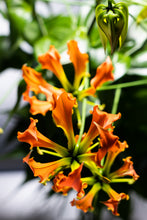 Load image into Gallery viewer, Gloriosa 'Zen' 80cm 415yen 40pcs
