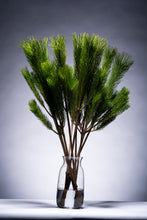 Load image into Gallery viewer, CNY/LNY2027 Pinus 'Wakamatus' 100cm 280yen/pcs 100pcs
