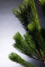 Load image into Gallery viewer, CNY/LNY2027 Pinus 'Wakamatus' 100cm 280yen/pcs 100pcs

