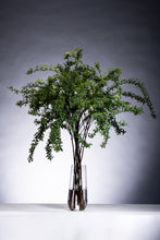 Load image into Gallery viewer, Spiraea cantoniensis 110cm 80pcs  340yen/pcs
