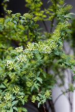Load image into Gallery viewer, Spiraea cantoniensis 110cm 80pcs  340yen/pcs
