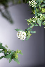 Load image into Gallery viewer, Spiraea cantoniensis 110cm 80pcs  340yen/pcs
