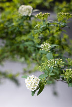 Load image into Gallery viewer, Spiraea cantoniensis 110cm 80pcs  340yen/pcs
