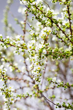 Load image into Gallery viewer, Spiraea thunbergii   90cm 190yen/pcs 100pcs
