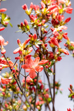 Load image into Gallery viewer, Rhododendron obtusum 120cm 250yen/pcs  50pcs
