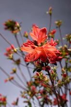 Load image into Gallery viewer, Rhododendron obtusum 120cm 250yen/pcs  50pcs
