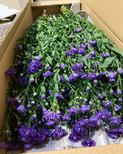Load image into Gallery viewer, Aster hybrids purple double petal 80-90cm 100pcs @175yen(FOB)
