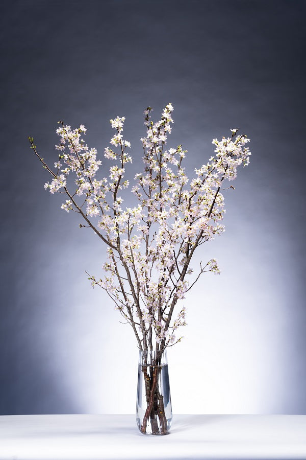 Prunus Cherry Blossom 125cm 415yen/pcs 60pcs