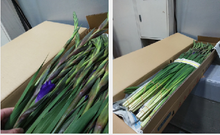 이미지를 갤러리 뷰어에 로드 , Gladiolus  Purple 100cm 150yen/pcs(FOB)   100pcs/box
