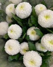 Load image into Gallery viewer, Chrysanthemum morifolium  80cm 120pcs 100yen(FOB)
