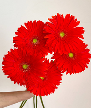 Load image into Gallery viewer, Gerbera Big  form Matsushita Engei 50cm 180pcs @165yen(FOB)
