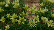 將圖片載入圖庫檢視器 Lilium maculatum "Noble Lily MIMORI" 60cm-70cm 4Flowers 815yen(FOB) /pcs  40pcs (コピー)
