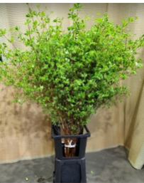 Enkianthus  130cm  515yen(FOB)/pcs  60pcs