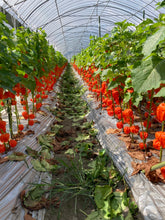 Load image into Gallery viewer, Physalis Alkekengi L. 80cm 7-8F   525yen/pcs(FOB)  50pcs
