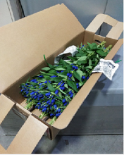 이미지를 갤러리 뷰어에 로드 , Gentiana scabra Blue 80cm 100yen/pcs 100pcs
