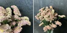 Load image into Gallery viewer, Limonium sinuatum  60cm 5-6Flowers  100pcs @150yen(FOB)
