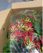 将图片加载到图库查看器，Gloriosa Royal 80cm  315yen/pcs(FOB)  40pcs
