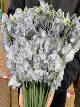 Load image into Gallery viewer, CNY/LNY2026 Lathyrus odoratus Dyed color 50cm  85yen/pcs 800pcs
