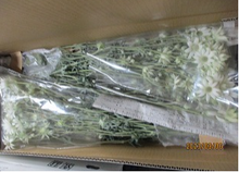 將圖片載入圖庫檢視器 Actinotus helianthi (2 F-3F)50-60m  325yen/pcs(FOB) 50pcs
