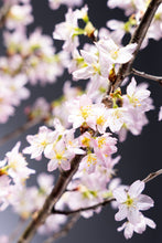 이미지를 갤러리 뷰어에 로드 , Prunus Cherry Blossom 125cm 415yen/pcs 60pcs
