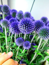 이미지를 갤러리 뷰어에 로드 , Echinops 80-90cm  4F  300yen/pcs(FOB)    60pcs
