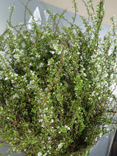 將圖片載入圖庫檢視器 CNY/LNY2025 Spiraea thunbergii   70cm 160yen/pcs 100pcs
