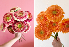 Load image into Gallery viewer, Gerbera form Matsushita Engei 40-50cm 300pcs @100yen(FOB)
