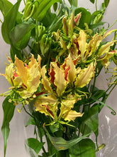 Load image into Gallery viewer, Gloriosa 'Zipangu Sasayo' 80cm  350yen/pcs 40pcs

