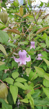 将图片加载到图库查看器，Clematis &quot;Crispa Angel&quot; 60-70cm 2-4F  350yen(FOB)/pcs  60pcs
