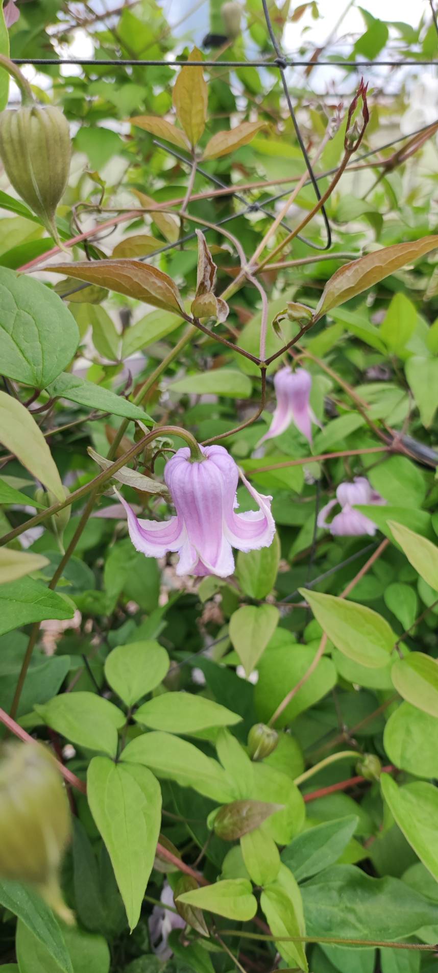 Clematis 