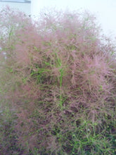 Load image into Gallery viewer, Cotinus Coggygria Earyfar 100cm 775yen/pcs 10pcs
