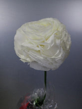 將圖片載入圖庫檢視器 Ranunculus 60-70cm 525yen/pcs 50pcs (Rhone) White
