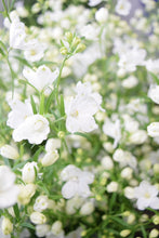 將圖片載入圖庫檢視器 Delphinium grandiflorum Spray 'Silky White' 80-90cm 340yen/pcs 60pcs
