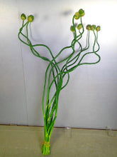 Load image into Gallery viewer, Allium Green Berry   60-70cm 165yen/pcs 100pcs
