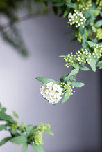 將圖片載入圖庫檢視器 CNY/LNY2025  Spiraea cantoniensis 90cm 100pcs  320yen/pcs
