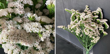 Load image into Gallery viewer, Limonium sinuatum  60cm 5-6Flowers  100pcs @150yen(FOB)
