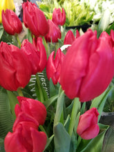 Load image into Gallery viewer, Tulipa Mix  40cm 150yen/pcs(FOB)  200pcs
