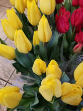 Load image into Gallery viewer, Tulipa Mix  40cm 150yen/pcs(FOB)  200pcs
