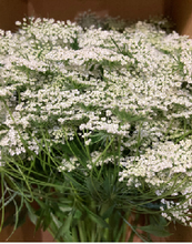 이미지를 갤러리 뷰어에 로드 , Ammi majus 60cm 90yen/pcs(FOB)  300pcs
