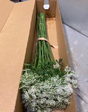 이미지를 갤러리 뷰어에 로드 , Ammi majus 60cm 90yen/pcs(FOB)  300pcs
